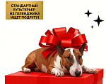 Собаки в Геленджике: Стандартный бультерьер ищет подругу Мальчик, Бесплатно - фото 1