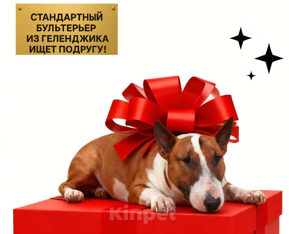 Собаки в Геленджике: Стандартный бультерьер ищет подругу Мальчик, Бесплатно - фото 1