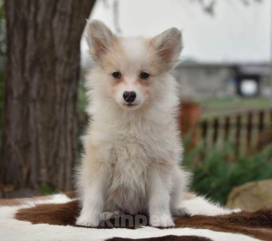 Собаки в Москве: Ненецкая оленегонная лайка, кобель Жиган. Мальчик, 60 000 руб. - фото 1