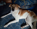 Собаки в Зеленограде: Джолин - добрая девочка ищет новый дом! Девочка, Бесплатно - фото 4
