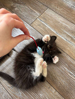 Котенок в добрые руки
