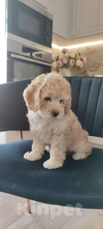 Собаки в Челябинске: Продам щенка малого пуделя.  Мальчик, 40 000 руб. - фото 2