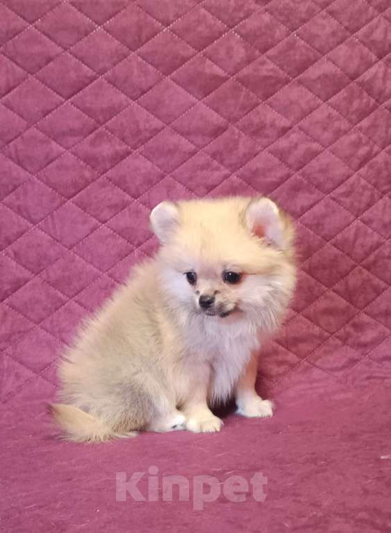 Собаки в Москве: Мини мальчик  Мальчик, 25 000 руб. - фото 1