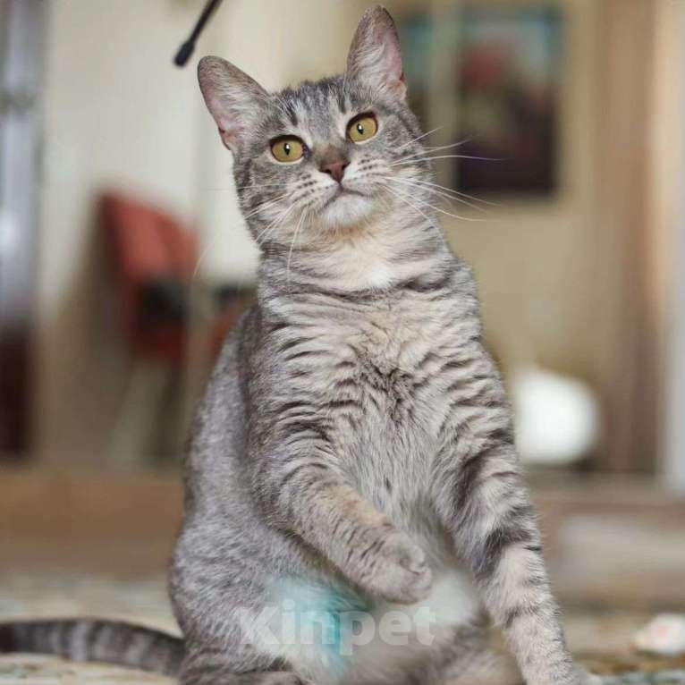 Кошки в Москве: Самую ласковую Соню никто не хочет брать Девочка, Бесплатно - фото 5