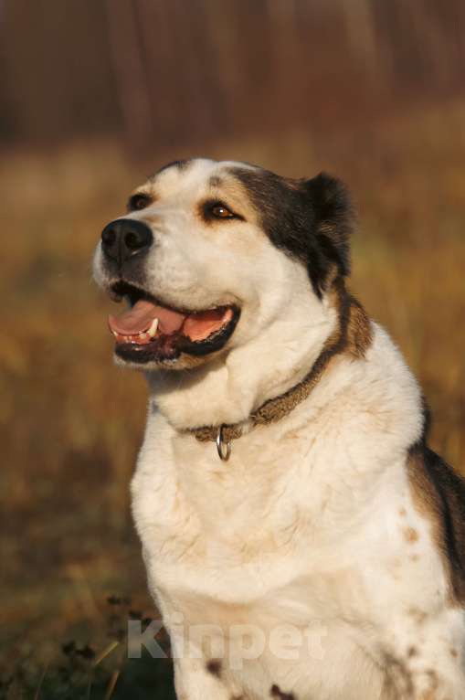 Собаки в других городах Нижегородской области: Щенок среднеазиатской овчарки ищет дом! Девочка, Бесплатно - фото 5