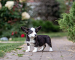 Собаки в Москве: Девчонка с невероятными ушами! Девочка, 60 000 руб. - фото 3