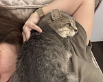 Кошки в Москве: Очень ласковый котик Вася ищет ПМЖ в Москве  Мальчик, Бесплатно - фото 1