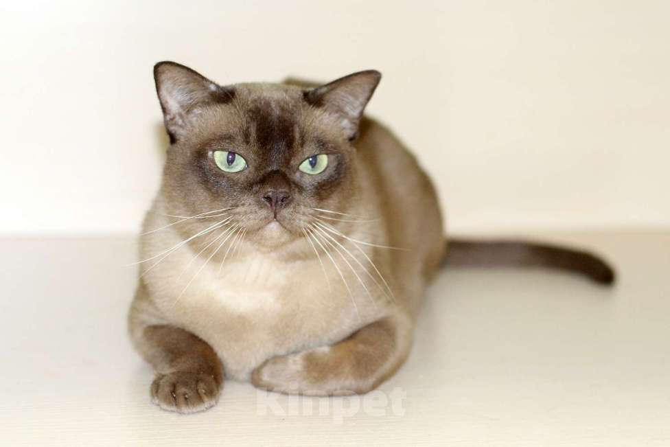 Кошки в Москве: Бурма - котик шоколадного окраса Мальчик, 15 000 руб. - фото 2