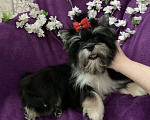 Собаки в Москве: Чёрный йорк девочка стандарт кукольная Девочка, 70 000 руб. - фото 4