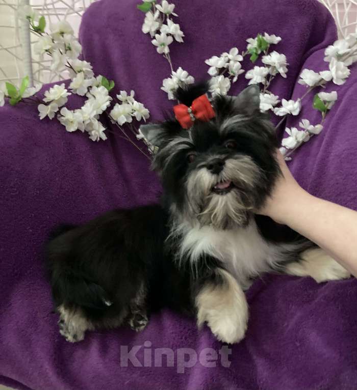 Собаки в Москве: Чёрный йорк девочка стандарт кукольная Девочка, 70 000 руб. - фото 4