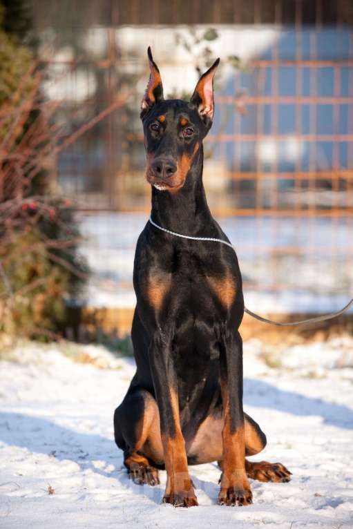 Собаки в Москве: Щенок доберман Девочка, 70 000 руб. - фото 2