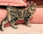 Кошки в Фрязино: Котята Курильский бобтейл кошечки Девочка, 12 000 руб. - фото 5