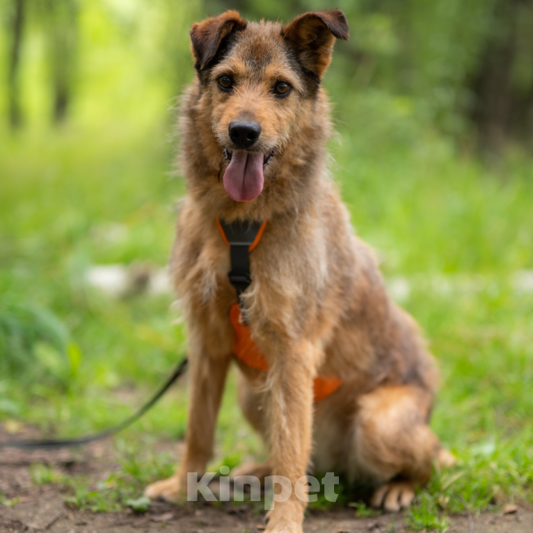 Собаки в Москве: Рашель Девочка, Бесплатно - фото 4