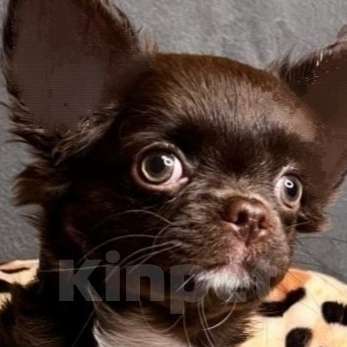 Собаки в Москве: Чихуахуа девочка щенок Девочка, 52 000 руб. - фото 1