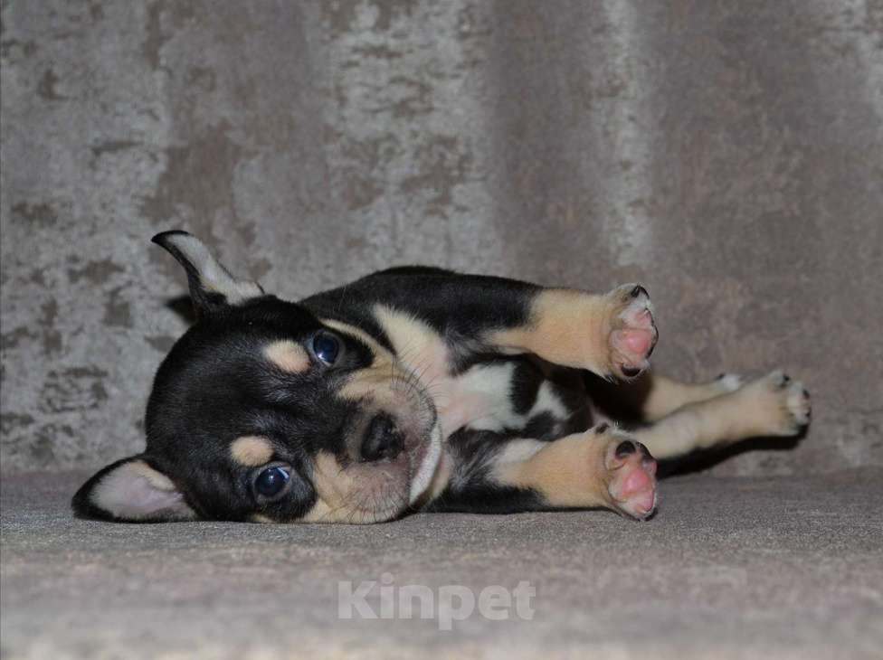Собаки в Москве: Девочка Американский булли микро формата Девочка, 80 000 руб. - фото 5