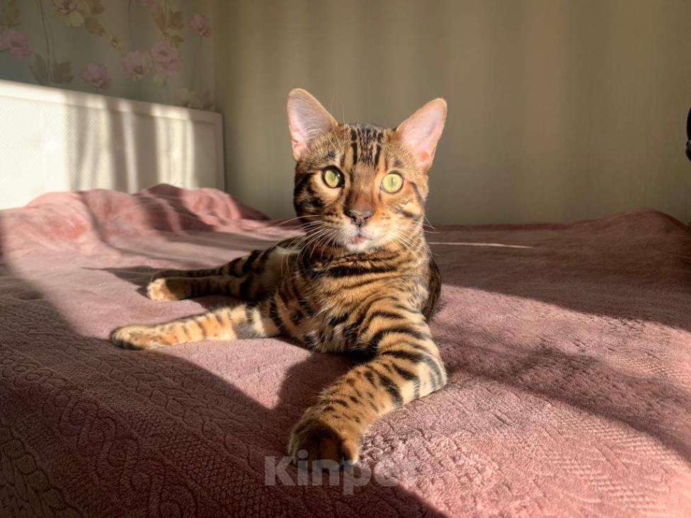 Кошки в Москве: Случка Мальчик, 6 000 руб. - фото 3