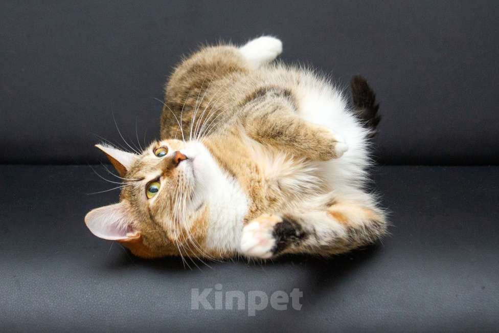 Кошки в Москве: Ищут дом спасенные с улицы котята-подростки! Девочка, Бесплатно - фото 2