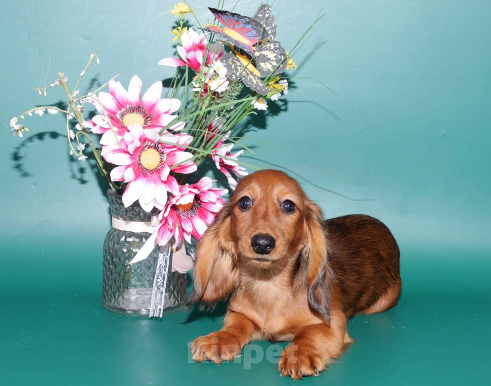 Собаки в Москве: Такса кроличья дш мрамор , яркий красавец Мальчик, 5 000 руб. - фото 8