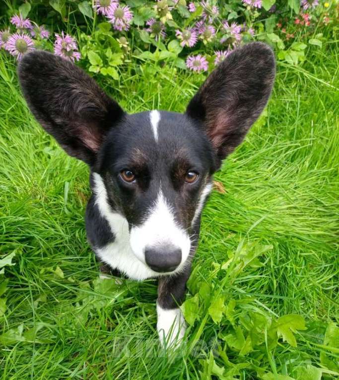 Собаки в Москве: Вельш -Корги Кардиган девочка Девочка, 25 000 руб. - фото 2