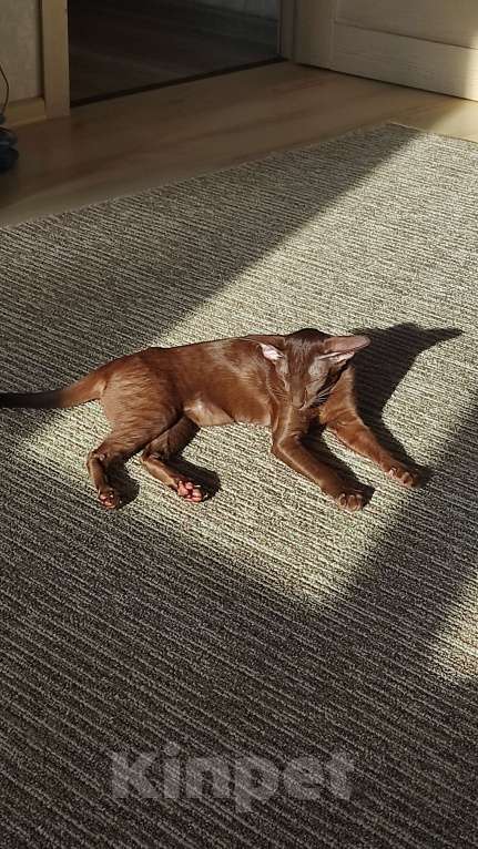 Кошки в Санкт-Петербурге: Предлагаю кошку Девочка, 60 000 руб. - фото 4