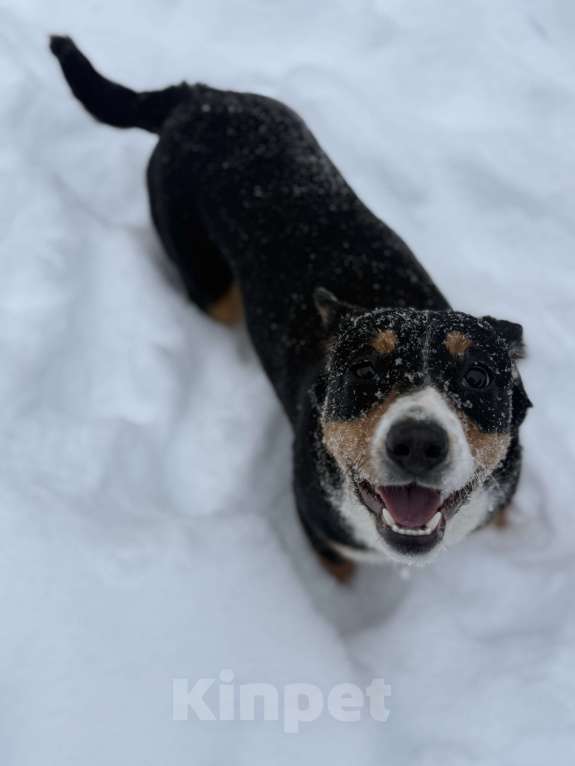 Собаки в Москве: Девочка для души Девочка, 30 000 руб. - фото 1