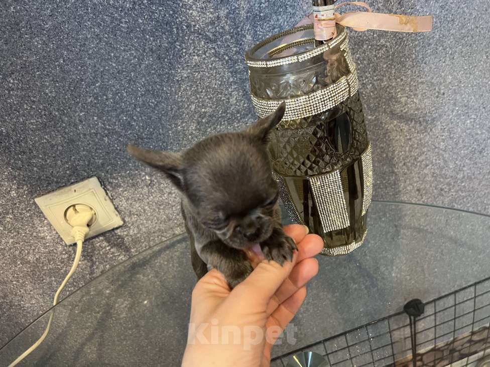 Собаки в Москве: Щенки чихуа разных окрасов.2 мес Девочка, 35 000 руб. - фото 2