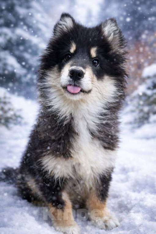 Собаки в Лосином-Петровском: Шайни якутенок Девочка, Бесплатно - фото 2