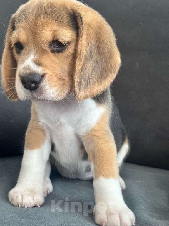 Собаки в Челябинске: Щенки бигля от Чемпионов РКФ бигле родителей Девочка, Бесплатно - фото 7