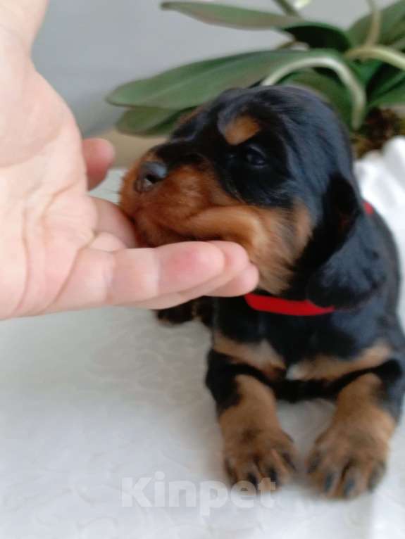 Собаки в Москве: Русский охотничий спаниель девочка Девочка, 50 000 руб. - фото 1