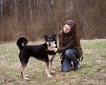 Собаки в Москве: Бывшедомашний пёсик в поисках нового дома Мальчик, Бесплатно - фото 10
