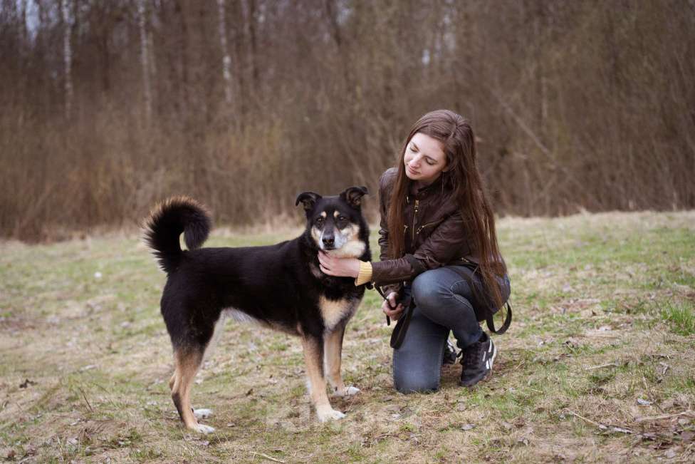 Собаки в Москве: Бывшедомашний пёсик в поисках нового дома Мальчик, Бесплатно - фото 10
