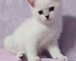 Кошки в Рязани: Котенок 2 Девочка, 8 000 руб. - фото 1