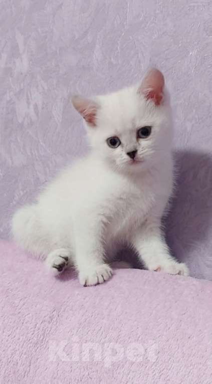 Кошки в Рязани: Котенок 2 Девочка, 8 000 руб. - фото 1