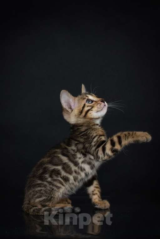 Кошки в Москве: Бенгальский котенок с документами Мальчик, Бесплатно - фото 2