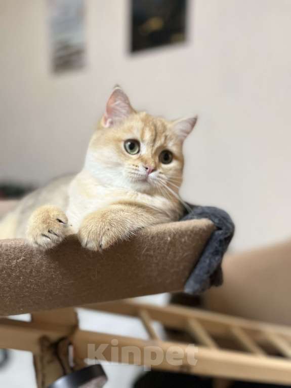 Кошки в Москве: Шотландский котенок  Девочка, 45 000 руб. - фото 4