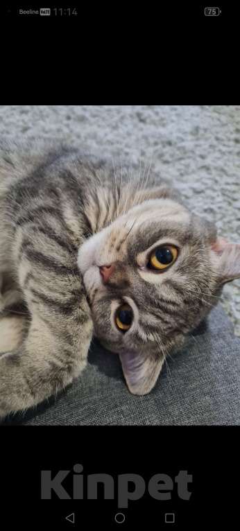 Кошки в Ростове-на-Дону: Отдам в добрые руки нашу кошку Девочка, Бесплатно - фото 3