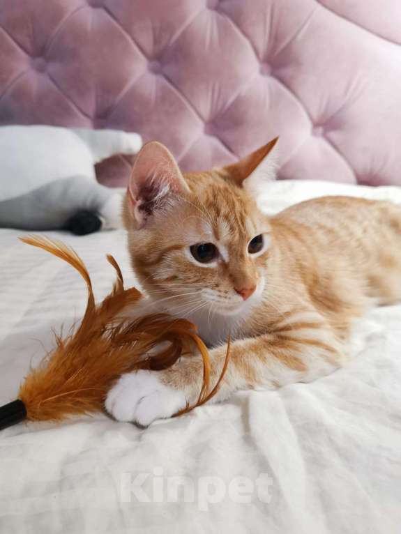 Кошки в Москве: Молоденькая рыжая Злата ищет дом! Девочка, Бесплатно - фото 4