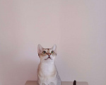 Кошки в Ростове-на-Дону: Замурчательный молодой котик Мальчик, 55 000 руб. - фото 4