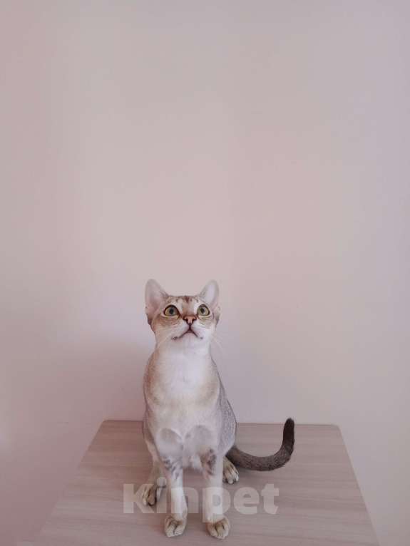 Кошки в Ростове-на-Дону: Замурчательный молодой котик Мальчик, 55 000 руб. - фото 4