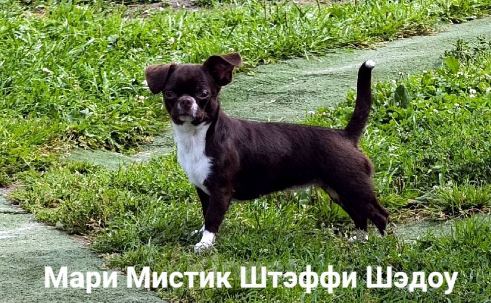 Собаки в Санкт-Петербурге: Тэффи в шоколаде ждёт Вас чихуахуа Девочка, 50 000 руб. - фото 2