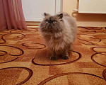 Кошки в Майкопе: Вязка, Бесплатно - фото 1