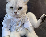 Кошки в Нытве: Кот на Вязку ищут себе невесту на своём территорию, 1 000 руб. - фото 3