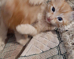 Кошки в Игарке: Котята, Бесплатно - фото 7