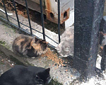 Кошки в Тутаеве: Спасите котят, Бесплатно - фото 1