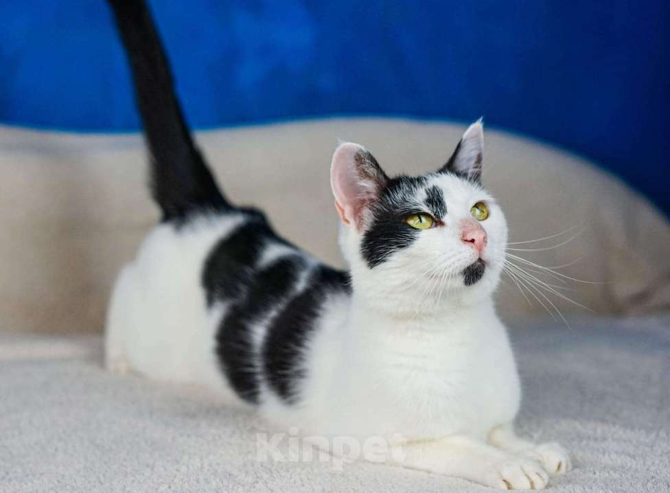 Кошки в Москве: Ласковый котик Амур а добрые руки  Мальчик, Бесплатно - фото 2