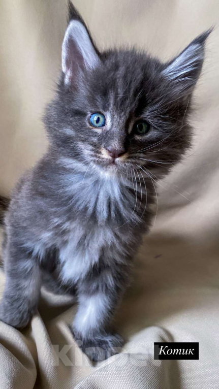 Кошки в Москве: Котята Мейн-Кун Мальчик, 100 000 руб. - фото 7