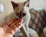 Кошки в Москве: Трехмесячный котенок-девочка в добрые руки Девочка, Бесплатно - фото 1