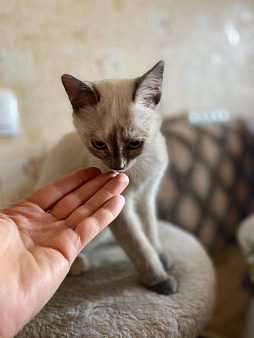 Объявление: Трехмесячный котенок-девочка в добрые руки, Бесплатно, Москва