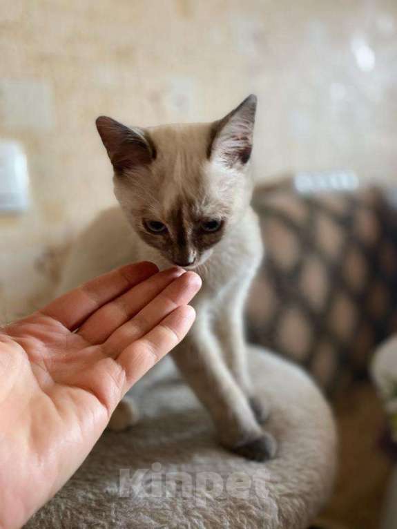 Трехмесячный котенок-девочка в добрые руки - купить, продать или отдать на  Kinpet