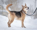 Собаки в Москве: Верной, преданной собаке Мяте очень нужен свой родной человек, она ждет и надеется на встречу! Девочка, Бесплатно - фото 4